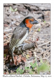 Black-collared Barbet