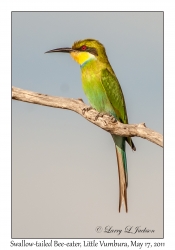 Swallow-tailed Bee-eater