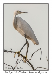 Little Egret