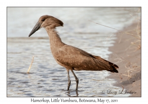 Hamerkop