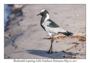 Blacksmith Lapwing