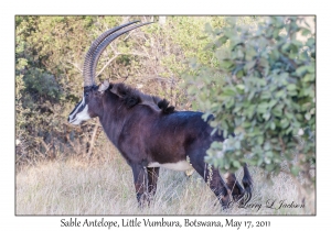 Sable Antelope