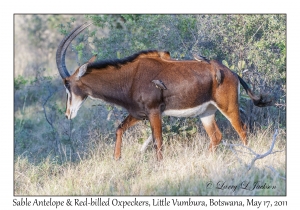 Sable Antelope