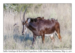 Sable Antelope