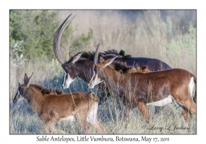 Sable Antelope