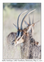 Sable Antelope