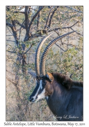 Sable Antelope