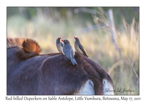 Red-billed Oxpeckers