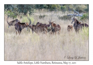 Sable Antelope