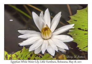 Egyptian White Water Lily