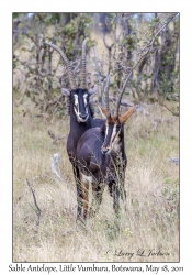 Sable Antelope