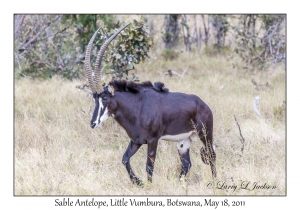 Sable Antelope