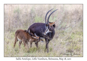 Sable Antelope