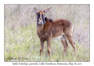 Sable Antelope