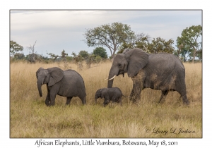 African Elephants