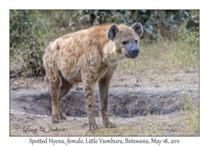 Spotted Hyena