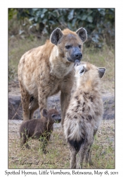 Spotted Hyenas