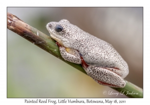 Painted Reed Frog