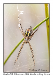 Golden Silk Orb-weaver