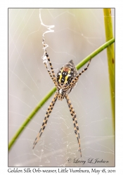 Golden Silk Orb-weaver