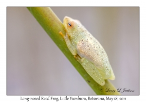 Long-nosed Reed Frog