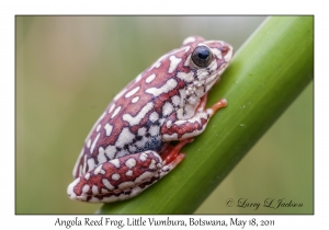Angola Reed Frog