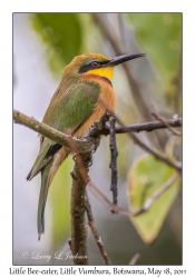 Little Bee-eater