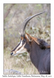 Sable Antelope