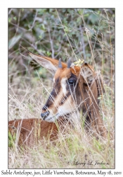 Sable Antelope