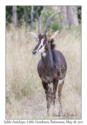 Sable Antelope