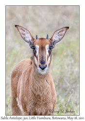 Sable Antelope