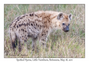 Spotted Hyena