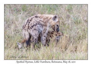 Spotted Hyenas