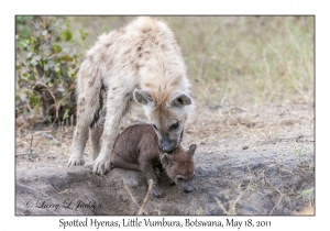 Spotted Hyenas