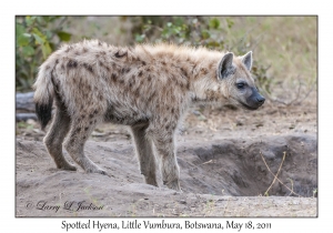 Spotted Hyena