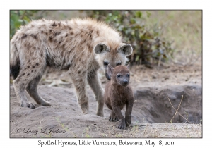 Spotted Hyenas