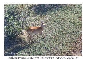 Southern Reedbuck