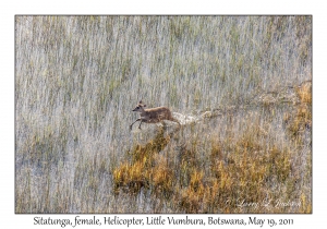 Sitatunga