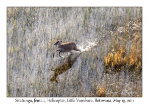 Sitatunga