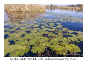 Egyptian White Water Lily