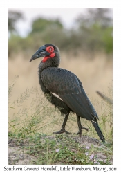 Southern Ground Hornbill