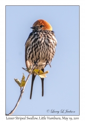 Lesser Striped Swallow