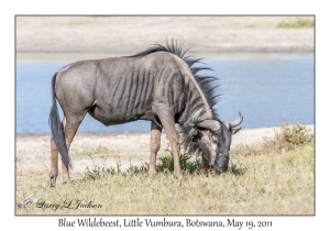 Blue Wildebeest