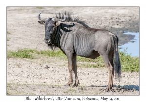 Blue Wildebeest