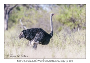 Ostrich