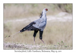 Secretarybird