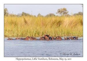 Hippopotamus