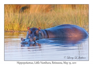 Hippopotamus