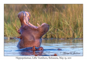 Hippopotamus