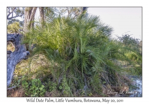 Wild Date Palm